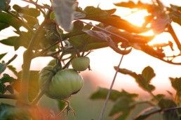 cultivar-tomate-raf