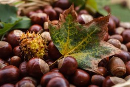 castanas fruto otoño