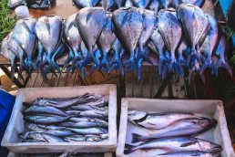 pescadilla-y-merluza-pescado-blanco