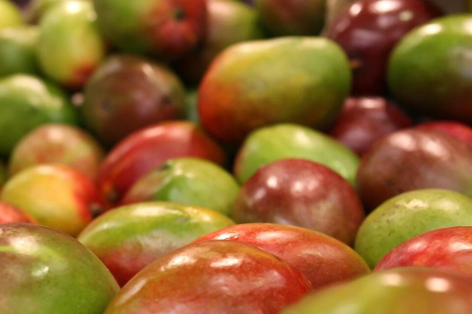 Propiedades del mango que mejoran la vista y otros secretos tropicales