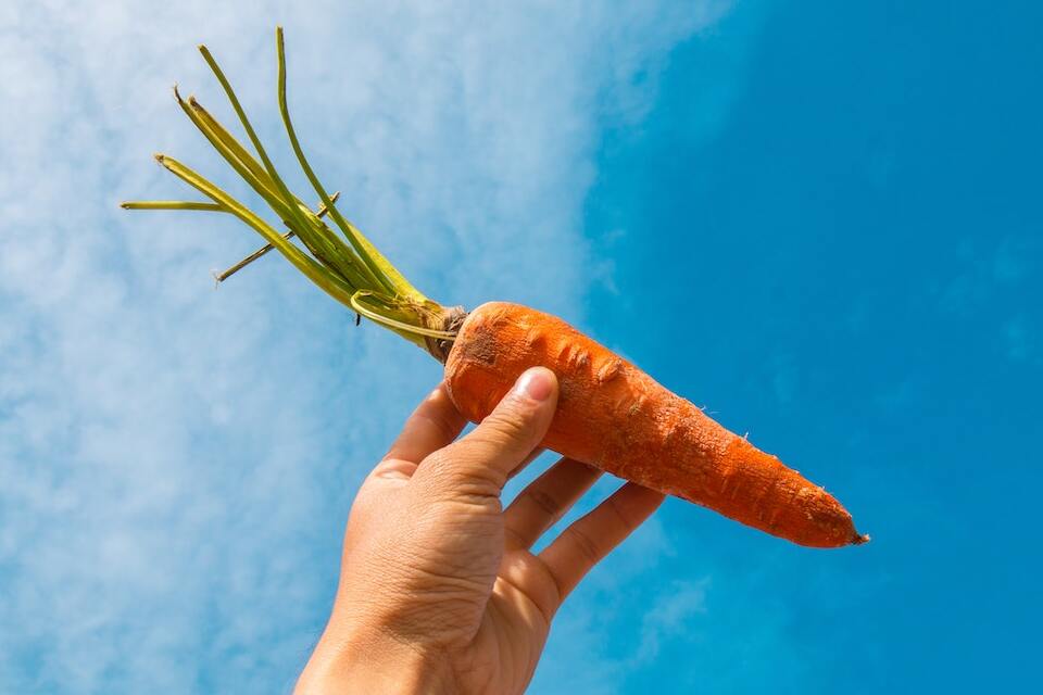 ¿Por qué la zanahoria sirve para ponerse más moreno?